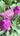 web_video